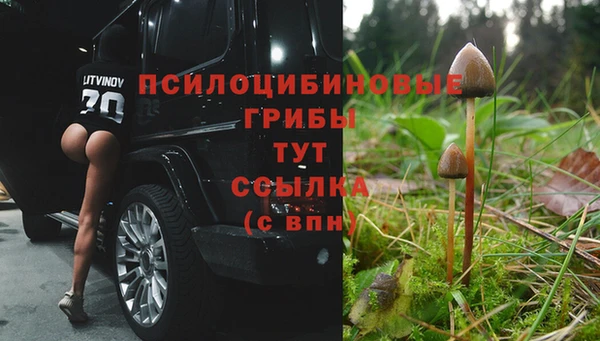 прущие грибы Абаза